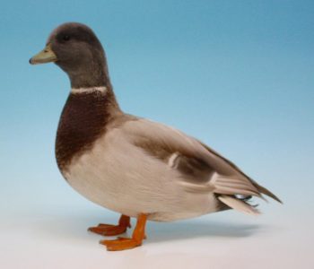 Apricot Call Duck Drake