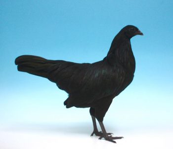 Sumatra Hen