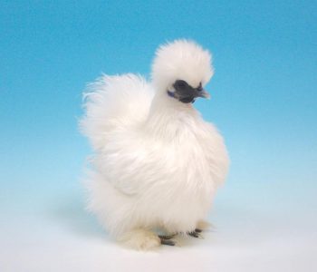 Unbearded Silkie
