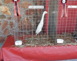 Best Waterfowl - Losos1