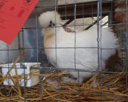 RB Silkie Bearded - Losos1