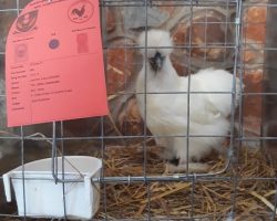 RB Silkie unbearded - Losos1