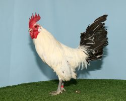 12 Groninger Meeuw 586