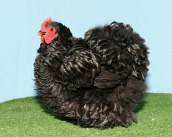 23 Pekin Frizzle 658