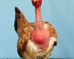 32 Transylvanian NN (1)