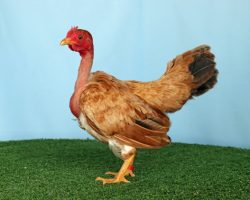 32 Transylvanian NN (2)